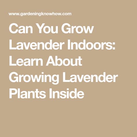 Can You Grow Lavender Indoors: Learn About Growing Lavender Plants Inside Grow Lavender Indoors, Indoor Lavender, Growing Lavender Indoors, Lavender Indoors, Grow Lavender, Lavender Varieties, Lavender Plants, Outside Plants, Growing Lavender