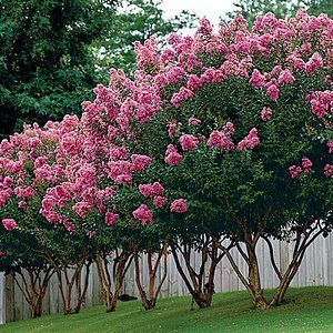 Landscaping With Crape Myrtles, Crepe Myrtle Trees Landscaping Backyards, Crape Myrtle Landscaping Front Yards, White Crape Myrtle Tree Landscaping, Crepe Myrtle Fence Line, Pink Crape Myrtle Tree, Crepe Myrtle Front Yard, Crepe Myrtle Driveway, Myrtle Trees Landscaping