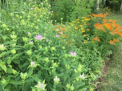 Native Plant Nursery | Natural Garden Design | In Our Nature | Natural Garden Design, Nature Education, Small Nurseries, Native Plant Gardening, Garden Services, Invasive Species, Native Garden, Nature Conservation, Natural Garden