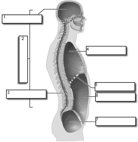 Body Cavities  side view Body Cavities Anatomy, Anatomy Resources, Anatomy Worksheets, Body Cavities, Medical Terminology Games, Body Systems Worksheets, Anatomical Illustration, Massage School, Medical Terminology Study