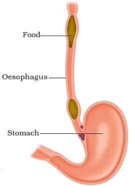 Human Development Index, Squamous Cell, Reflux Symptoms, Reflux Disease, Rare Disease, Sensitive People, Human Development, Warning Signs, Health And Nutrition