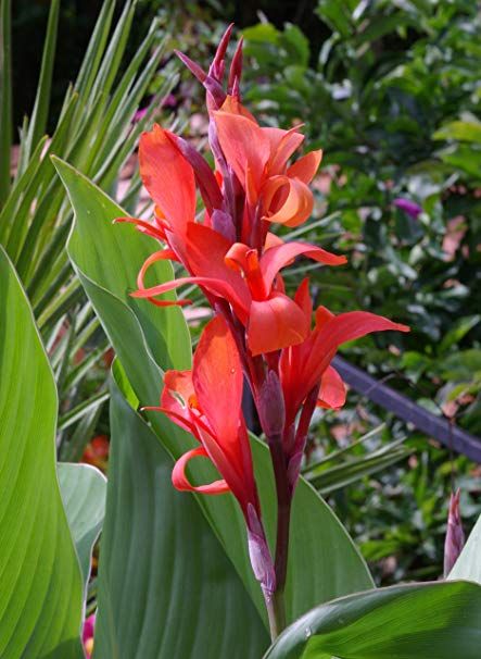 Canna indica is a rhizomatous herbaceous perennial with large leaves and showy flowers. Leaves are dark green, often with bronze highlights. The asymmetric flowers, around 2-3 in (5-8 cm) across, have three petals that are bright red with orange lips or spots. Plants can get 4-7 ft (120-210 cm) tall, but are usually smaller.  Shop this plant from Acacia Garden Center, Dubai #acacia #garden #center #shrubs #outdoor #plants #flowers #Dubai #UAE Canna Flower, Canna Lily, Gladioli, Red Indian, Theme Nature, Lily Plants, Plant Tree, Health Planner, Brown Flowers