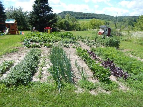 Lindsey Garden pics 1 Amish gardening tips Amish Garden, Star Garden, Amish Country, Found You, Zucchini Recipes, I Found You, Raised Garden Beds, Raised Garden, Garden Beds