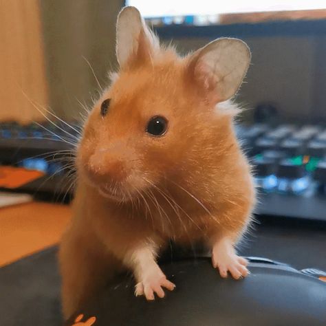 Teddy Bear Hamster, Bear Hamster, A Hamster, Syrian Hamster, Cute Hamsters, Hamsters, Adorable Animals, Cute Animals, Teddy Bear