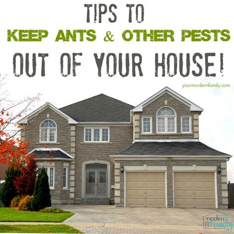 10 Tips to keep ants out of your house Construction Painting, Remodeling Kitchen, Room Additions, Middle Class, Basement Remodeling, Home Maintenance, Home Decor Tips, Home Hacks, Home Staging