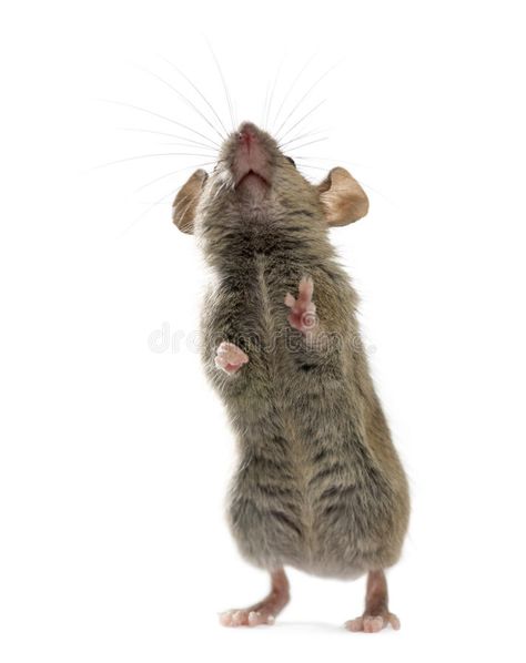 Pet Rodents, Cute Mouse, Background White, Rodents, Looking Up, Art Sketches, Mammals, White Background, Photo Image