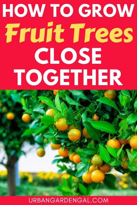 Fast Growing Fruit Trees, Backyard Orchard, Fruit Trees In Containers, Loquat Tree, Fruit Harvest, Planting Fruit Trees, Fruit Tree Garden, Growing Fruit Trees, Gardening Techniques