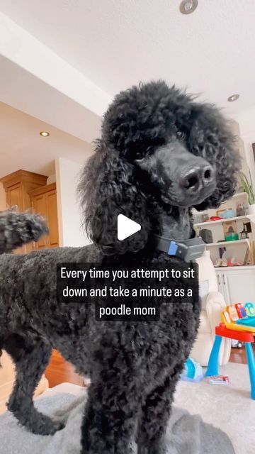 86K views · 7.9K likes | Standard Poodle boys | Henry Beau Adams + Cody Rigsby-Adams on Instagram: "Hey Mom! MOM! Whatcha doin Mom? Hi. 
.
Velcro doggies. I’d be lost without them though. 🖤🐩🐩🤍
.
.
#poodles #dogmoments #dogmomsofinstagram #blackpoodles #blackdogs #instadog #whitepoodle #whitedog #dogsarefamily #lovethemsomuch #sillydog #hi #boopboop #momlife #henry #cody 
.
.
STANDARD POODLES | TWO DOGS | BIG DOGS ARE THE BEST| LOVE MY POODLES" Cody Rigsby, Whatcha Doin, Dogs Are The Best, Dogs Big, Poodle Mom, Vintage Poodle, Standard Poodles, Silly Dogs, Poodle Puppy