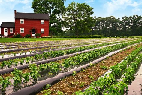 Pepper farm. Rows of young pepper plants on a farm , #affiliate, #Rows, #farm, #Pepper, #plants, #pepper #ad Types Of Peppers To Grow, Pepper Farm, Mixed Farming Images, Grow Bell Peppers From Scraps, Pepper Varieties, Classroom Newsletter Template, Classroom Newsletter, Pepper Plants, Growing Food