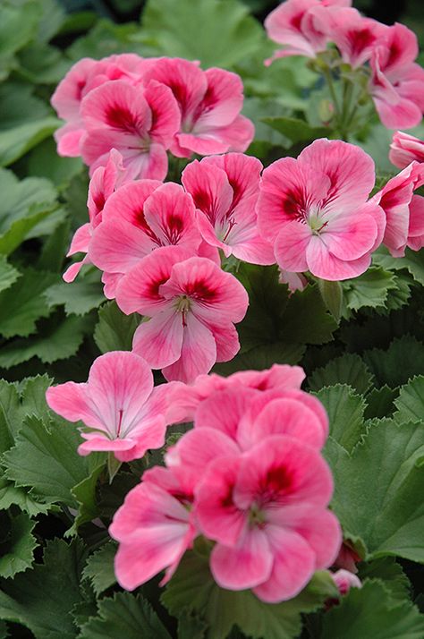 Flowers Wallpaper Pink, Flower Wallpaper Pink, Pink Flower Aesthetic, Martha Washington Geranium, Aesthetic Pink Flowers, Pink Flowers Aesthetic, Geranium Plant, Pink Geranium, Spring Garden Flowers