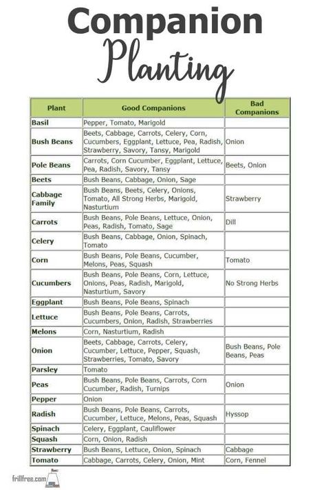 How Many Plants Per Person, Companion Planting Chart, Companion Planting Vegetables, Companion Gardening, Garden Companion Planting, Plant Friends, Tattoo Plant, Growing Tomatoes In Containers, Fall Garden Vegetables