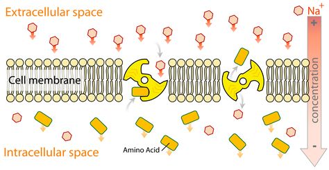 Secondary active transport Transport In Plants, Active Transport, Plant Activities, Medicine Student, Online Study, Cell Membrane, Microbiology, Study Materials, Wikimedia Commons