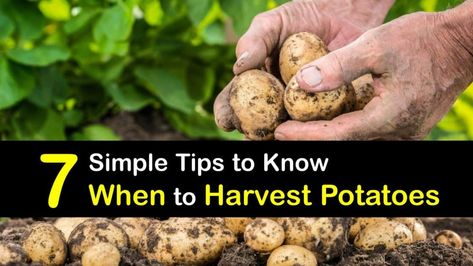 Explore when to harvest potatoes for the perfect tender new or baby potatoes, or a huge harvest of mature spuds. Potato With Eyes, When To Plant Potatoes, When To Harvest Potatoes, Planting Seed Potatoes, Harvest Potatoes, Potato Growing, Manure Tea, Harvesting Potatoes, Creamy Garlic Mashed Potatoes