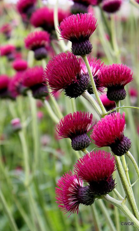 Flowers Of Scotland, Irish Flowers, Scotland National Flower, Scottish Flowers, Flower Of Scotland, Wild Flower Meadow, Gothic Garden, National Flower, Thistle Flower