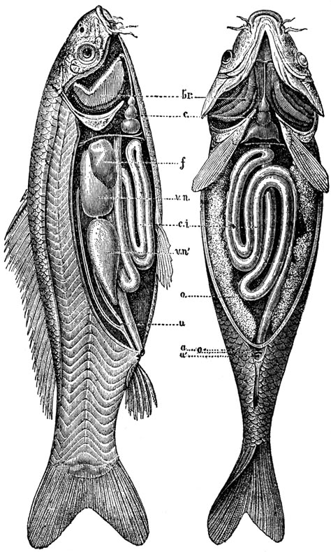 Anatomy of the Carp Salmon Animal, Faces Anatomy, Illustration Anatomy, Animal Markings, Fish Anatomy, Backdrop Backgrounds, Anatomy Images, Common Carp, Anatomy Tutorial