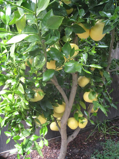 grapefruit tree Orange Tree In Pot, Satsuma Orange, Grapefruit Tree, Growing Citrus, Tree In Pot, Permaculture Gardening, Sweet Citrus, Variety Of Fruits, Potted Trees