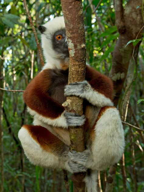 How lack of tourism is affecting wildlife conservation in Madagascar Madagascar Wildlife, Time And Tide, Wildlife Conservation, Koala Bear, Madagascar, Tourism, National Parks, Animals, Nature