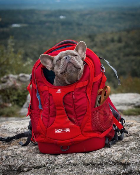 Dog Backpack Carrier, Pet Backpack Carrier, Pet Backpack, Red Backpack, Backpack Reviews, Dog Backpack, Lap Dogs, French Bulldog Puppies, Dog Carrier