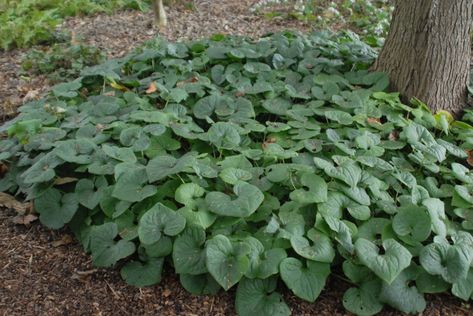 Wild Ginger Ground Cover, Wild Ginger Plant, Canadian Mountains, Native Landscaping, Winter Sowing, Front Yard Plants, Heart Shaped Leaves, Yard Plants, Ginger Plant