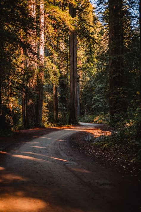 Jedediah Smith Redwoods State Park, The Redwoods, Hapkido, Parc D'attraction, Beach Vibes, Nature Aesthetic, Photography Nature, Nature Travel, State Park