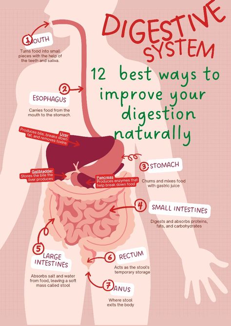 Juice Store, Human Digestive System, Sistem Pencernaan, Gastric Juice, Nutrient Absorption, Learning Poster, Human Body Systems, Digestion Process, Visual Learning