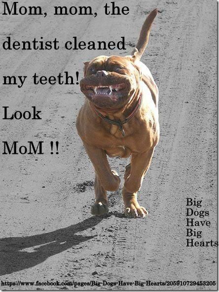 the doggie dentist Funny Animal Faces, No Teeth, Dental Fun, Animal Teeth, Dental Humor, Silly Dogs, Funny Dog Pictures, Dog Face, Animal Faces