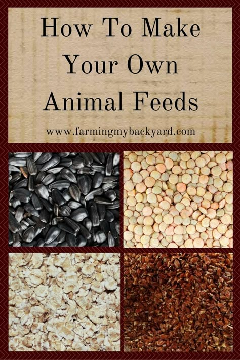 You can make your own animal feeds for your goats, rabbits, or chickens!  You can also supplement your purchased feeds for more nutrition! Homesteading Animals, Livestock Feed, Raising Farm Animals, Homestead Ideas, Animal Husbandry, Garden Fun, Chicken Feed, Mini Farm, Farm Stuff