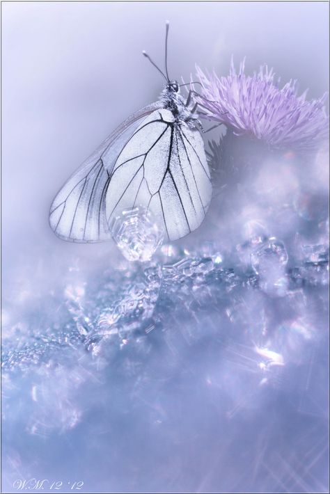 Photograph Shining angel... by Wil Mijer on 500px Lau Tzu, Fluttering Butterflies, Papillon Butterfly, Bokeh Photography, Blue Iris, Picture Albums, Butterfly Kisses, Hans Christian, Cover Book