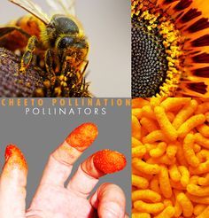 Pollination Activity, Nature Lessons, Ag Education, Nature Words, Teacher Activities, We Are Teachers, 4th Grade Science, Agriculture Education, Environmental Education