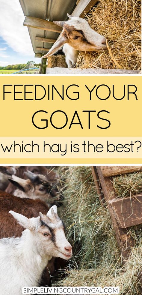 Keep your goats healthy and happy with the best hay for them! Learn about different types of hay, where to find it, how to inspect it, and more. Learn how to properly feed your goats so they get the nutrition they need without compromising their health. Get all the information you need to get the best hay for goats! Trimming Goat Hooves, Nigerian Goats, Types Of Goats, Miniature Cattle, Keeping Goats, Goat Health, Totes Ma Goats, Goat Shelter, Raising Pigs