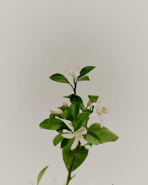 Neroli Flower Tattoo, Neroli Flower Aesthetic, Vanilla Flower Photography, Ylang Ylang Flower Aesthetic, Neroli Flower, Minimal Flower Photography, Neroli Oil, Candles Photography, Orange Tree