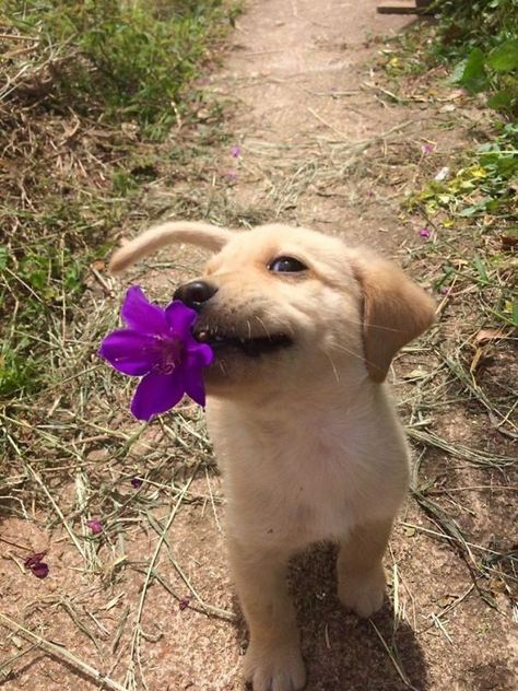 Regnul Animal, Cute Little Puppies, Golden Retriever Puppy, Retriever Puppy, Cute Dogs And Puppies, Cute Animal Photos, Golden Retrievers, Cute Animal Pictures