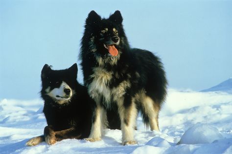 Sakhalin Husky, Japanese Dog Breeds, Husky Breeds, Rare Dogs, Rare Dog Breeds, Japanese Dogs, Wolf Dog, Husky Dogs, Dog Sledding