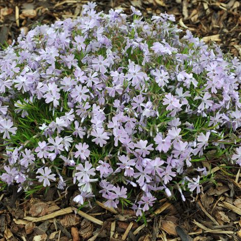 What To Do With Creeping Phlox After It Blooms In The Spring Planter Recipes, Phlox Plant, Perennial Garden Plans, Creeping Phlox, Front Garden Landscape, Compost Tea, Gardening Projects, Landscape Plants, Spring Landscape