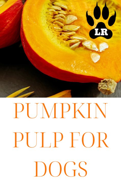 Is Pumpkin Pulp For Dogs Good? | Labrottie.com Pumpkin Puree Dog Recipes, Pumpkin Recipe For Dogs, Pumpkin Puree For Dogs, How To Cook Pumpkin For Dogs, Pumpkin Guts Recipe, Is Pumpkin Good For Dogs, Pumpkin Recipes For Dogs, Pumpkin For Dogs, Can Dogs Eat Pumpkin