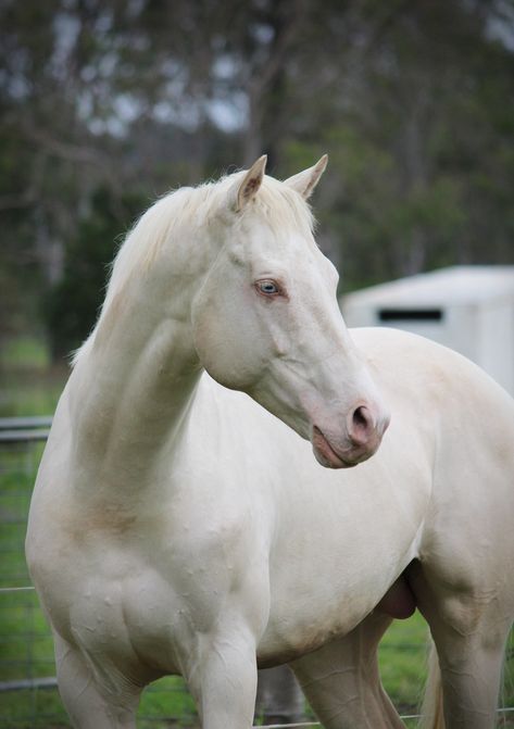 cremello horse with rider - Google Search on We Heart It Cremello Horse, Albino Horse, Horses Videos, Horse Crazy Girl, Horse Markings, Dark Blue Eyes, Saddle Horse, Types Of Horses, Horse Aesthetic