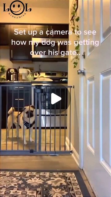 Talking Dogs Funny Video, Funny Dog Videos Hilarious Puppys, Funny Dog Video, Funny Dog Videos Make Me Laugh, Funny Dog Videos Try Not To Laugh, Funny Pets Videos, Pet Videos Funny, Puppy Videos Funny, Funny Dog Videos Hilarious