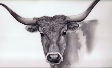 Drawing of a Texas Longhorn - Portrait Art - macsportraits.com Longhorn Drawing, Longhorn Portrait, Drawn Portraits, Cow Drawing, Longhorn Cattle, Skeleton Drawings, Hand Drawn Portraits, Sketch Videos, Drawing Heads