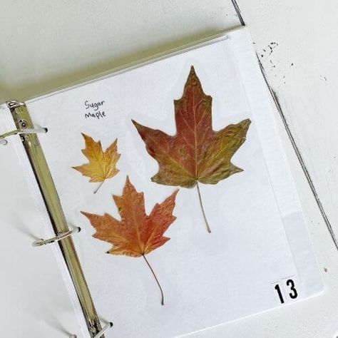 How to make a leaf collection book for kids! Learn to identify different types of leaves in your region, alphabetize and even create a leaf index! Leaf Collection Book Ideas for Kids/ Leaf Identification Book for Kids/ Tree Identification Book/ Fall Leaf Crafts/ Fall Nature Journal/ Nature Science for Kids Leaf Collection Ideas, Leaf Collection, Leaf Journal Ideas, Leaf Collection Book Ideas, Tree Journal Ideas, Leaf Science Kindergarten, Leaf Collection Projects For School, Leaf Identification For Kids, Tree Leaf Identification Free Printable