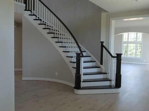 Graceful curving staircase.  Dark wood, white trim, light hardwood floor.  Gulick Group luxury home builder and design in Northern VA. Light Floors Dark Staircase, Light Floor Dark Stairs, Dark Wood Stairs With Light Floors, Light Floors Dark Stairs, Dark Stairs Light Floors, Grey And White Staircase, Curving Staircase, Staircase Color, Dark Stairs