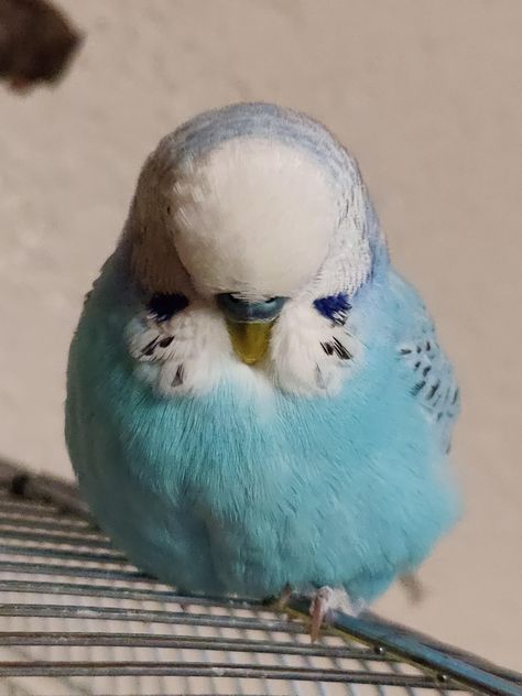 My fluffy boy https://ift.tt/32FiqOo Types Of Parrots, Budgies Parrot, Love Birds Pet, Budgie Bird, Adam Savage, Blue Budgie, Bird Cute, Budgies Bird, Korat