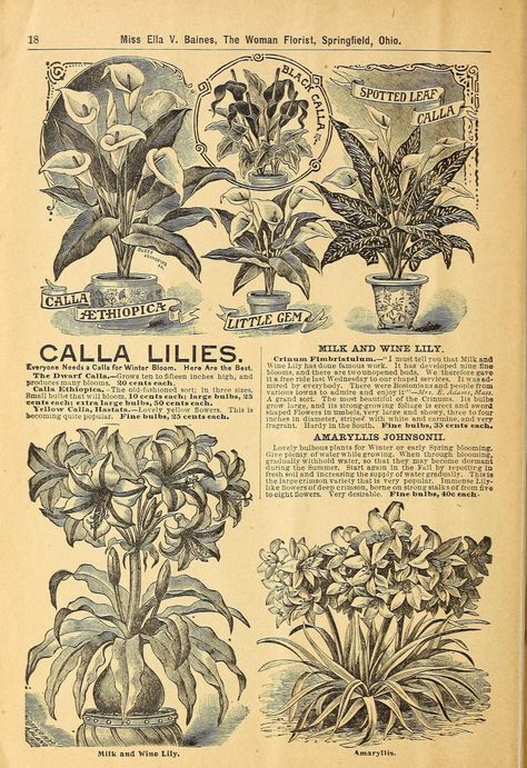 Roses Plants, Springfield Ohio, Plant Catalogs, Vintage Newspaper, Picture Collage Wall, Photo Wall Collage, Vintage Poster Art, Art Collage Wall, Flowers Plants