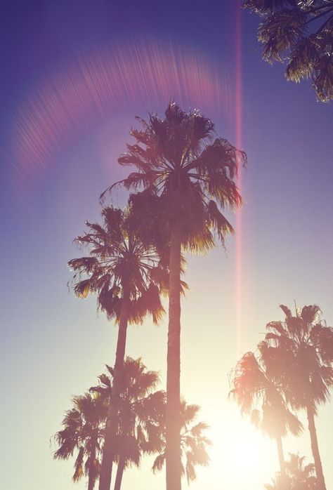 Rétro Palm Trees Tumblr, Palm Tree Iphone Wallpaper, Ipod Wallpaper, Wall Primer, Summer Tumblr, Iphone Wallpaper Photography, Palm Trees Wallpaper, Wallpaper Summer, Gif Disney