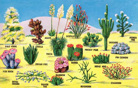 Desert plants named Succulent Landscaping Front Yard, Desert Landscape Front Yard, Desert Landscape Design, Arizona Gardening, Succulent Landscape Design, Arizona Cactus, Succulent Landscaping, Desert Garden, Landscape Designs