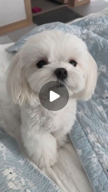 3,675 likes, 38 comments - maltese_worldlover on August 23, 2022: "❤️ tag your friends ❤️ 
who loves 🐶 Maltese
follow us @maltese_worldlover
follow us @maltese_worldlover
.........................................
Credit @hing9u
(DM for credit or removal/ No copyright intended.All rights are reserved & belongs to their respective owners.If there any roblem in the post please dm us,we try to fixed it🙂🙂)
,,,,,,,,,,,,,,,,,,,,,,
#maltese #malteseterrier
#maltesebaby #maltesepup
#maltesefamily #mal