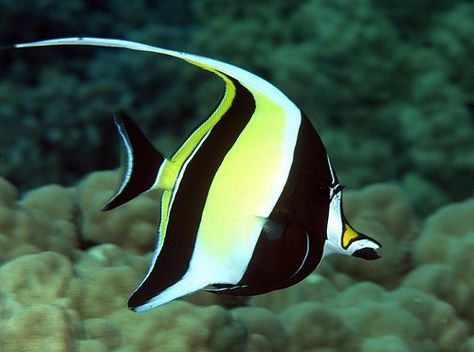 Moorish Idol - Top 12 Most Beautiful Fish in the World - EnkiVillage Moorish Idol Fish, Moorish Idol, Saltwater Aquarium Fish, Saltwater Fish Tanks, Small Fish Tanks, Butterfly Fish, Salt Water Fish, Underwater Animals, Saltwater Tank