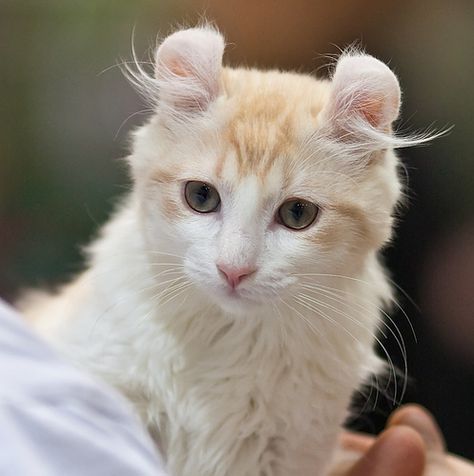 Brown Cat And White Cat, Cream Colored Cat, Albino Cat, American Curl Cat, Curly Cat, White And Orange Cats Together, Fluffy Orange And White Cat, Orange And White Long Haired Cat, Turkish Angora Cat