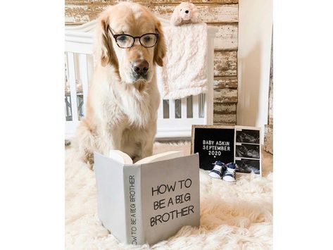 Dog Pregnancy Announcement Ideas Diy Pregnancy Announcement, Pet Pregnancy Announcement, 3rd Baby Announcement, Puppy Announcement, Dog Pregnancy, Dog Baby Announcement, Big Brother Announcement, Dog Pregnancy Announcement, Creative Pregnancy Announcement