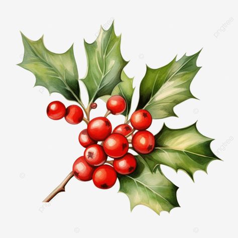 holly branch handdrawn watercolor vector illustration christmas holly berries a symbol of christma Holly Branch, Merry Christmas Font, Christmas Sketch, Christmas Photo Album, Christmas Branches, Christmas Leaves, Watercolor Vector, Holiday Fonts, Illustration Christmas