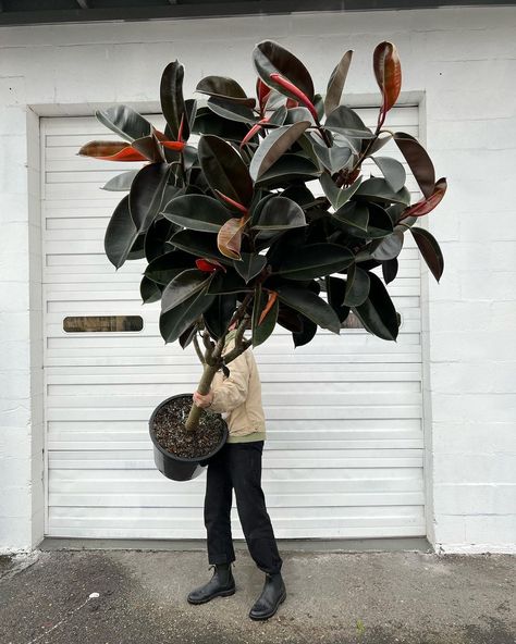 ARIUM BOTANICALS’s Instagram profile post: “We gasped when we opened up this 8FT Ficus elastica. It’s not often we see these potted as sizable trees & we just had to have it. This…” Ficus Hedge, Green Infrastructure, Things To Do Alone, Ficus Elastica, Wood Works, Plant Aesthetic, Pretty Plants, Cool Plants, Plant Life